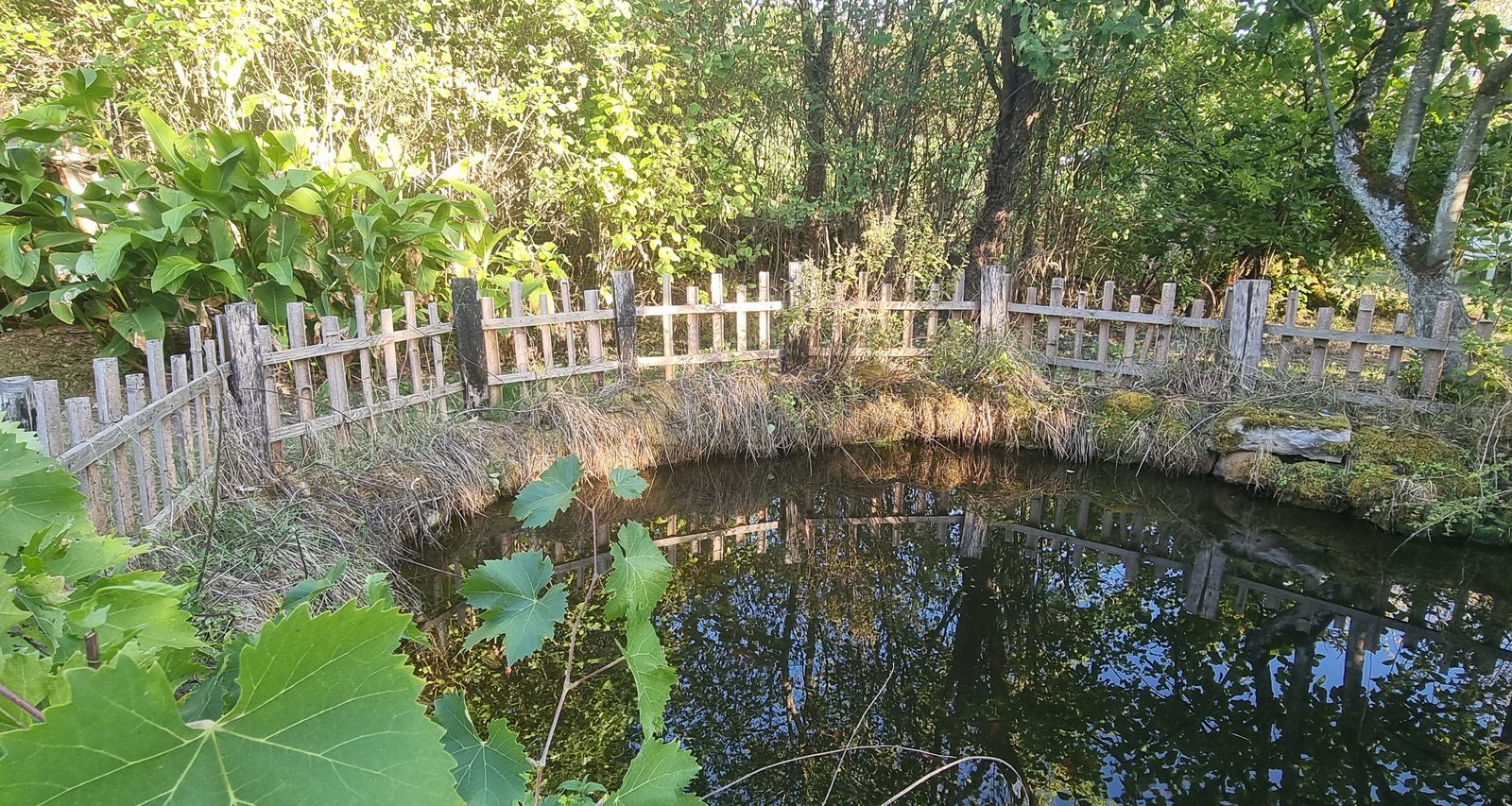 Mare de biodiversité bordée d'une ganivelle de châtaignier, sous le couvert des arbres, reflets de feuillage à la surface de l'eau.
