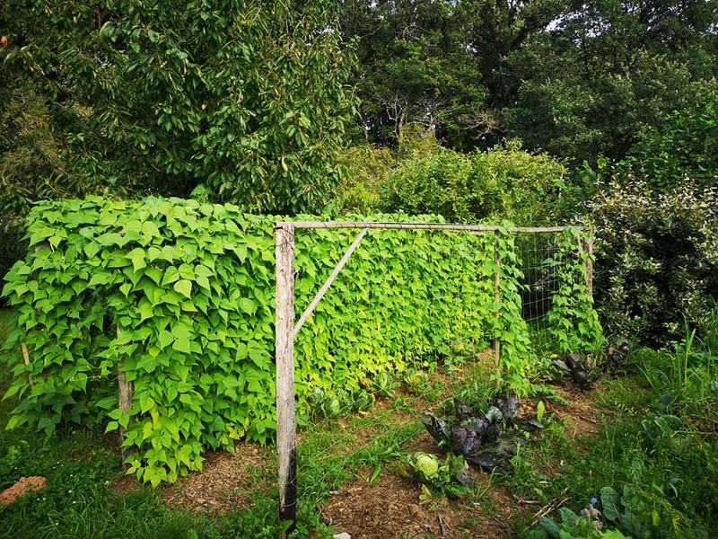 Mur couvert de plantes grimpantes denses formant une façade végétale