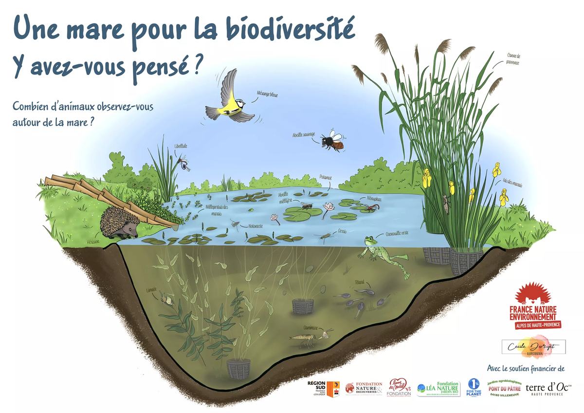 Mare naturelle bordée de végétation dense au centre d'un îlot